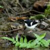 Black-backed Forktail, by Saniar Rahman Rahul - Wildlife Photography, Photo of the Day, Photography Awards, Nature Photography, Saniar Rahman Rahul