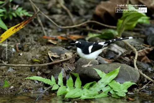 Black-backed Forktail by Saniar Rahman Rahul