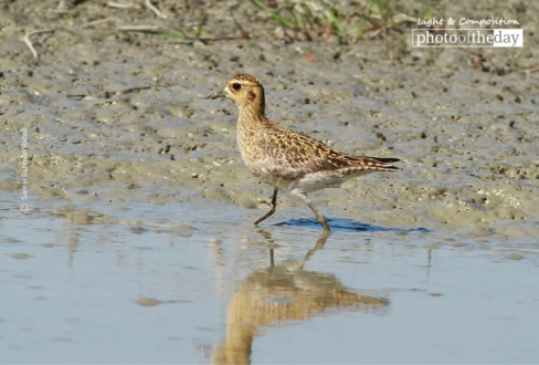 Pacific Golden Plover, by Saniar Rahman Rahul - Wildlife Photography, Photo of the Day, Photography Awards, Pacific Golden Plover, Art Photography