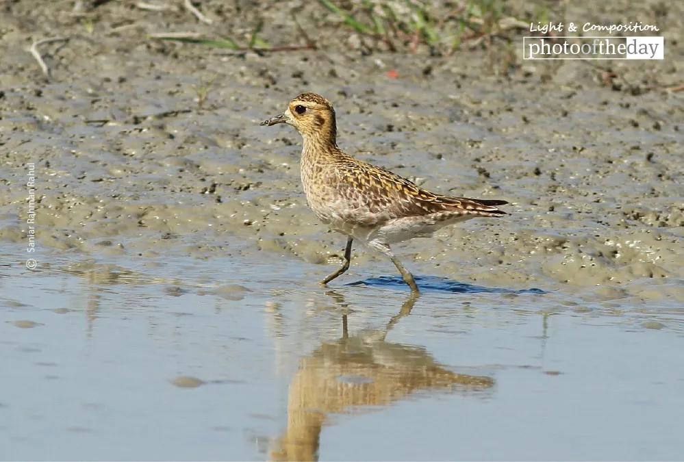 Pacific Golden Plover by Saniar Rahman Rahul