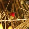 Crimson Sunbird, by Saniar Rahman Rahul - Wildlife Photography, Photo of the Day, Photography Award, Crimson Sunbird, Saniar Rahman Rahul