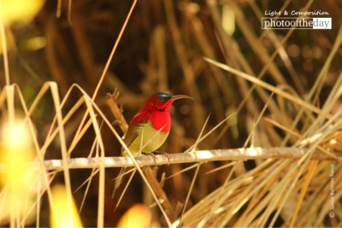 Crimson Sunbird by Saniar Rahman Rahul