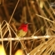 Crimson Sunbird, by Saniar Rahman Rahul