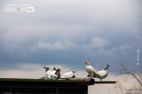 Peace ..., by Tanmoy Saha - Photojournalism, Peace, Photography Awards, Wildlife Photography, Art Photography