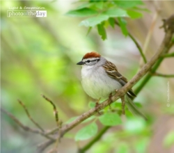 Chipping Sparrow by Claudio Bacinello