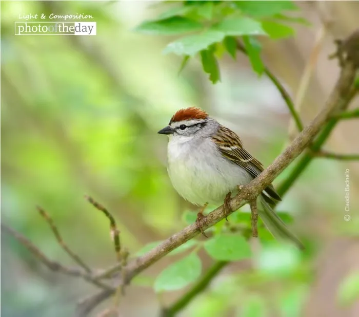Chipping Sparrow by Claudio Bacinello