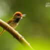 Male Dark Necked Tailorbird, by Saniar Rahman Rahul - Wildlife Photography, Photography Award, Dark-Necked Tailorbird, Photo of the Day, Light & Composition University