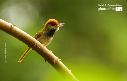 Male Dark Necked Tailorbird by Saniar Rahman Rahul