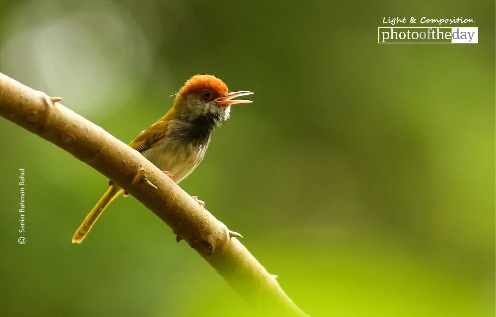 Male Dark Necked Tailorbird by Saniar Rahman Rahul