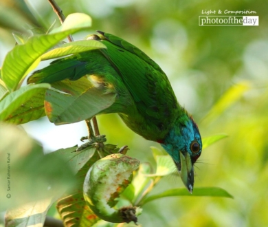 Blue Throated Barbet, by Saniar Rahman Rahul - Wildlife Photography, Photo of the Day, Blue Throated Barbet, Photography Awards, Nature Photography