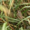 Siberian Rubythroat, by Saniar Rahman Rahul - Wildlife Photography, Photo of the Day, Photography Awards, Nature Photography, Light & Composition University