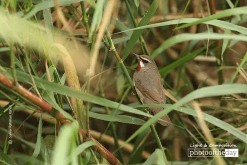Siberian Rubythroat by Saniar Rahman Rahul