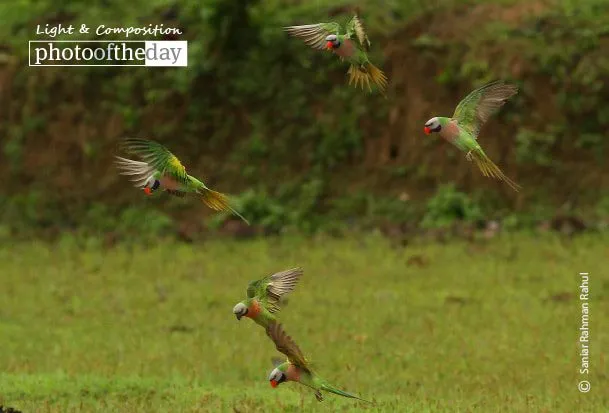 Red-breasted Parakeet by Saniar Rahman Rahul