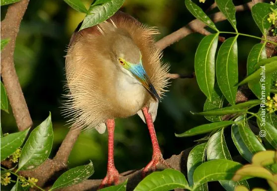 Pond Heron by Saniar Rahman Rahul