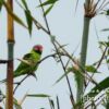 Blossom-headed Parakeet, by Saniar Rahman Rahul - Wildlife Photography, Photo of the Day, Blossom-headed Parakeet, Photography Awards, Online Photography Courses