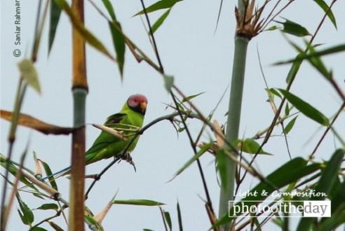 Blossom-headed Parakeet, by Saniar Rahman Rahul - Wildlife Photography, Photo of the Day, Blossom-headed Parakeet, Photography Awards, Online Photography Courses