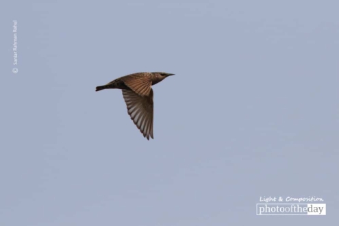Common Starling, by Saniar Rahman Rahul - Wildlife Photography, Photo of the Day, Common Starling, Photography Awards, Light & Composition University