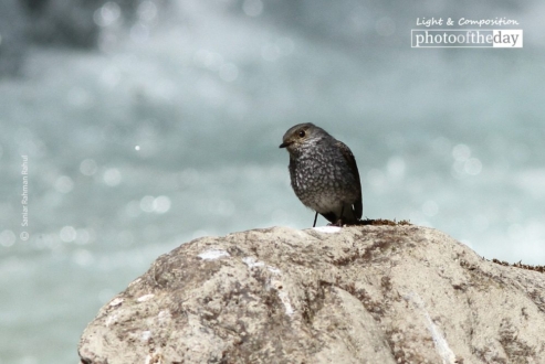 Female Plumbeous Water Redstart by Saniar Rahman Rahul
