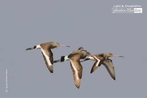 Black-tailed Godwit in Flight by Saniar Rahman Rahul