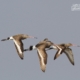 Black-tailed Godwit in Flight, by Saniar Rahman Rahul