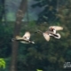Gadwall in Pair, by Saniar Rahman Rahul