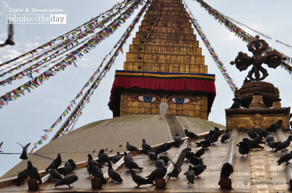 Wisdom Eyes and Pigeons by Ryszard Wierzbicki