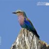 Lilac Breasted Roller, by Claudio Bacinello - Wildlife Photography, Nature Photography, Photo of the Day, Lilac-Breasted Roller, Claudio Bacinello
