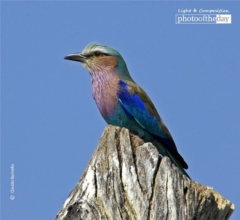Lilac Breasted Roller by Claudio Bacinello