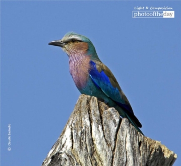 Lilac Breasted Roller, by Claudio Bacinello - Wildlife Photography, Nature Photography, Photo of the Day, Lilac-Breasted Roller, Claudio Bacinello