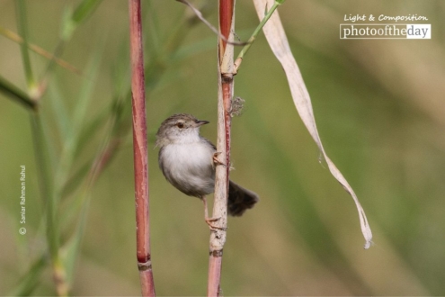 Graceful Prinia, by Saniar Rahman Rahul - Wildlife Photography, Nature Photography, Photo of the Day, Photography Awards, Saniar Rahman Rahul