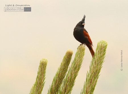 Crested Bunting, by Saniar Rahman Rahul - Wildlife Photography, Photo of the Day, Nature Photography, Photography Awards, Light & Composition University