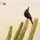 Crested Bunting, by Saniar Rahman Rahul - Wildlife Photography, Photo of the Day, Nature Photography, Photography Awards, Light & Composition University