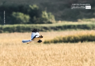 Pied Harrier by Saniar Rahman Rahul