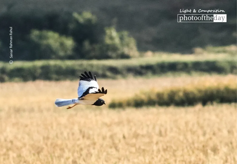 Pied Harrier by Saniar Rahman Rahul