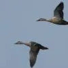 Spot-billed Ducks, by Saniar Rahman Rahul - Wildlife Photography, Photo of the Day, Nature Photography, Spot-billed Ducks, Photography Awards