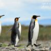 Emperors on Abbey Road, by Claudio Bacinello - Wildlife Photography, Photo of the Day, Award Winning Photography, Claudio Bacinello, Patagonia