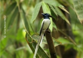 Wildlife Photography, Asian Paradise-Flycatcher, Photo of the Day, Photography Awards, Nature Photography – Asian Paradise-Flycatcher, by Saniar Rahman Rahul Asian Paradise-Flycatcher, by Saniar Rahman Rahul - Wildlife Photography, Asian Paradise-Flycatcher, Photo of the Day, Photography Awards, Nature Photography