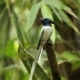Asian Paradise-Flycatcher, by Saniar Rahman Rahul