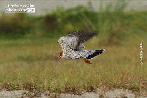 Red-necked Falcon, by Saniar Rahman Rahul - Wildlife Photography, Photojournalism, Nature Photography, Red-necked Falcon, Photography Awards