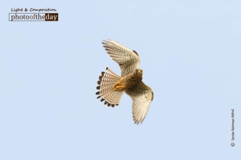 A Common Kestrel Hovering by Saniar Rahman Rahul