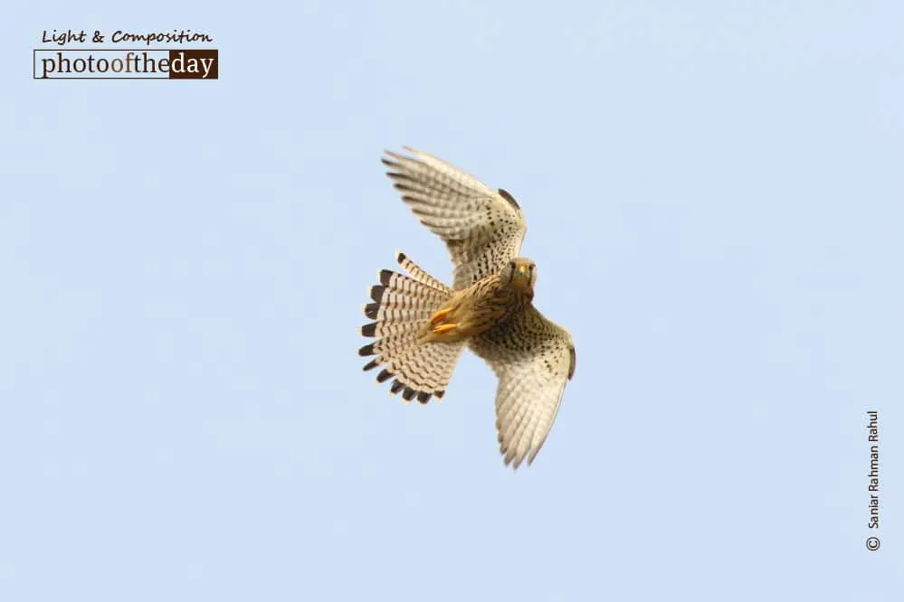 A Common Kestrel Hovering, by Saniar Rahman Rahul - Wildlife Photography, Photo of the Day, Common Kestrel, Photography Awards, Light & Composition
