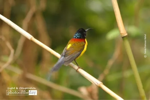 Mrs. Gould’s Sunbird by Saniar Rahman Rahul