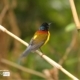 Mrs. Gould's Sunbird, by Saniar Rahman Rahul