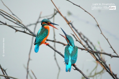 Kingfishers Arguing, by Saniar Rahman Rahul - Wildlife Photography, Photo of the Day, Photography Awards, Kingfishers, Photojournalism