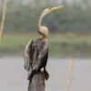 The Oriental Darter, by Saniar Rahman Rahul - Wildlife Photography, Photo of the Day, Oriental Darter, Photography Awards, Nature Photography
