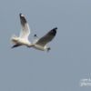 The Brown-headed Gull, by Saniar Rahman Rahul - Wildlife Photography, Photography Award, Brown-headed Gull, Nature Photography, Photo of the Day