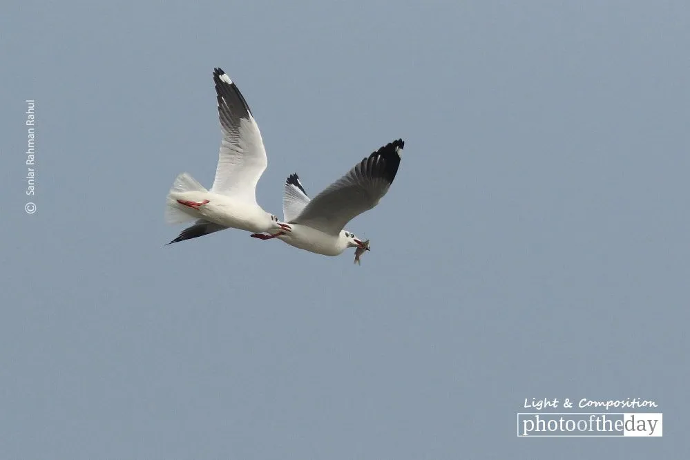 The Brown-headed Gull, by Saniar Rahman Rahul - Wildlife Photography, Photography Award, Brown-headed Gull, Nature Photography, Photo of the Day
