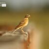 The Paddyfield Pipit, by Saniar Rahman Rahul - Wildlife Photography, Photo of the Day, Photography Awards, Nature Photography, Paddyfield Pipit