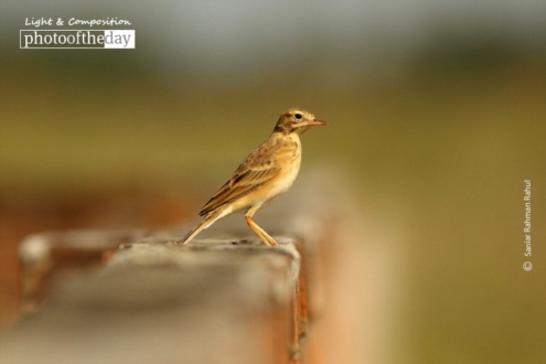 The Paddyfield Pipit by Saniar Rahman Rahul
