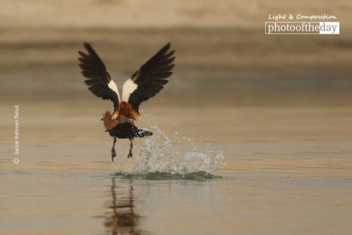 The Ruddy Shelduck, by Saniar Rahman Rahul - Wildlife Photography, Photojournalism, Photography Awards, Photo of the Day, Nature Photography
